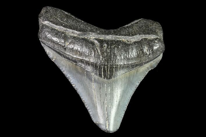 Juvenile Megalodon Tooth - Georgia #83592